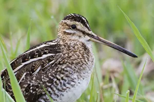 Shorebird Prints: Common snipe close-up