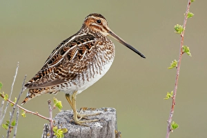 Shorebird Prints: Common snipe finds a good vantage point to look over its surroundings in Southeast Oregon