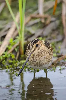 Sandpiper Prints: Common Snipe (Gallinago gallinago) adult feeding in marsh