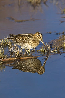 Common Snipe (Gallinago gallinago) feeding in marsh, New Mexico, winter