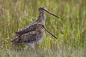 Shorebird Prints: Common snipe pair