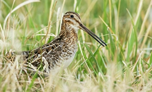 Shorebird Prints: Common snipe peeks through wetland vegetation in Colorado