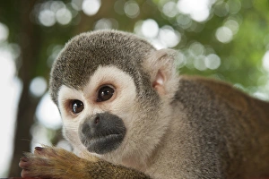 Biology Prints: Common Squirrel Monkey (Saimiri sciureus)