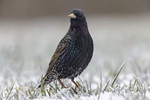 Starling Prints: Common starling