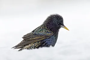 Common starling, foraging in snow, non native U. S. species