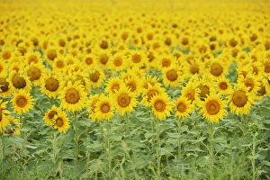 Texas Prints: Common Sunflower, Helianthus annuus, field in bloom, Texas, USA