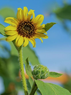 Sunflower Prints: Common sunflower are found in the state of New Mexico
