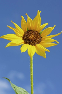 Sunflower Prints: Common sunflower are found in the state of New Mexico