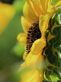 Sunflower Prints: Common sunflower, summer garden, New Mexico