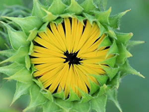 Sunflower Prints: Common sunflower, summer garden, New Mexico