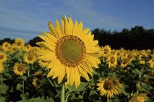 Cultivated Prints: Common Sunflowers (Helianthus annus) IL