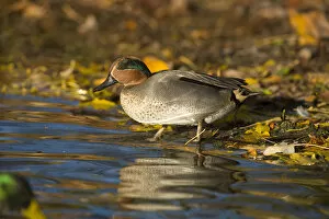 Common Teal (Anas crecca) at Pond in Autumn fall. UK