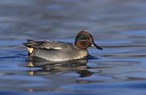 Teal Prints: Common Teal, Anus crecca, male, Unterlunkhofen, Switzerland