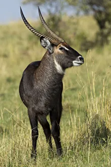 Common Waterbuck Prints: Common Waterbuck, Masai Mara, Kenya, Africa