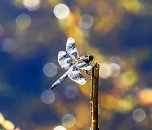 Kirkland Prints: Common whitetail dragonfly with two transparent wings, Juanita Bay Park, Kirkland