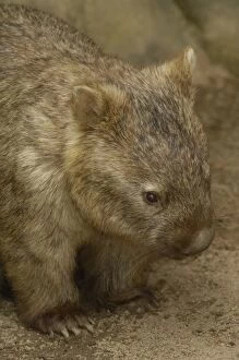 Images Dated 30th September 2006: Common Wombat (Vombatus ursinus) AUSTRALIA