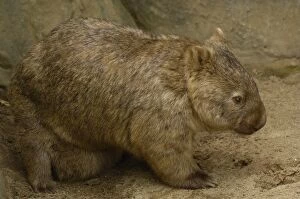 Images Dated 30th September 2006: Common Wombat (Vombatus ursinus) with baby in pouch, captive, Australia