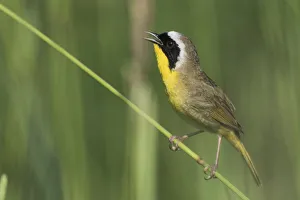 Wetlands Prints: Common Yellow-throated Warbler Singing
