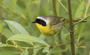 Territory Prints: Common yellowthroat