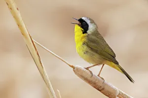 Images Dated 9th December 2021: Common yellowthroat