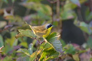Perching Prints: Common Yellowthroat (Geothlypis trichas) male in Blue Atlas Cedar Marion Co. IL