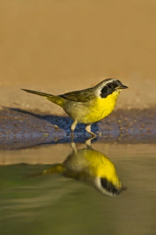 Thirst Prints: Common Yellowthroat (Geothlypis trichas) male drinking at south Texas pond