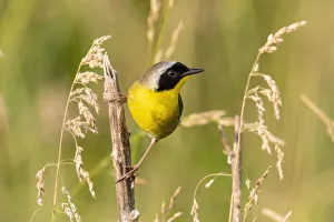 Images Dated 2nd November 2021: Common yellowthroat male, Marion County, Illinois