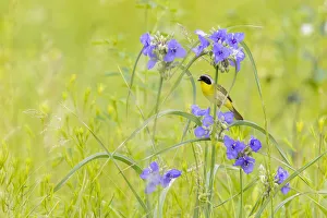 Nature Prints: Common yellowthroat male in a prairie in spring, Jasper County, Illinois