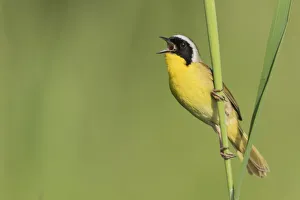 Images Dated 15th September 2018: Common yellowthroat singing