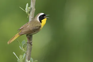 Images Dated 28th May 2015: Common Yellowthroat Warbelr