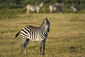 Images Dated 17th July 2015: Common zebra (Equus quagga), Amboseli National Park, Kenya
