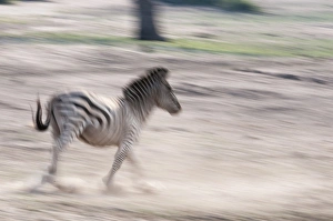 Images Dated 6th September 2012: Common zebra (Equus quagga), Chobe National Park, Botswana