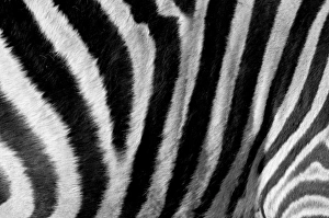 Images Dated 4th November 2010: Common Zebra (Equus quagga), Kapama Game Reserve, South Africa