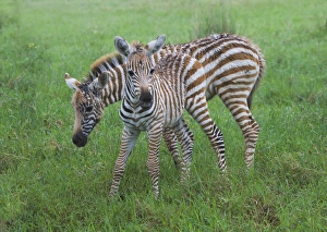 Foal Prints: Common Zebra (Equus quagga), mother with baby, Nakuru, Kenya