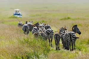 National Reserve Prints: Common Zebra (Equus quagga) and safari jeep on the savanah, Masai Mara National Reserve