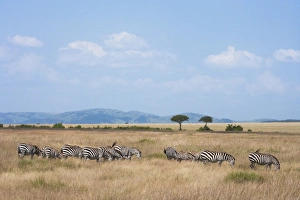 Vast Prints: Common Zebra (Equus quagga) on the savanah, Masai Mara National Reserve, Kenya
