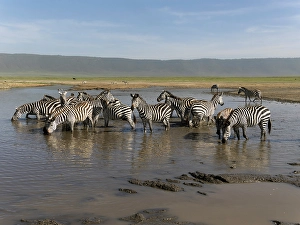 Images Dated 27th June 2024: Common zebra herd, Serengeti National Park, Tanzania, Africa