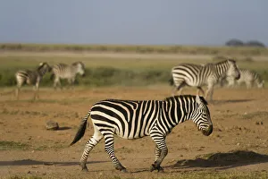 Amboseli Prints: Common zebras (Equus quagga), Amboseli National Park, Kenya