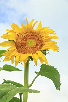 Images Dated 3rd August 2013: Community Garden, Moses Lake, WA, USA