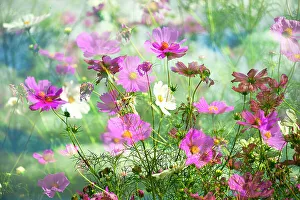 Cosmos Prints: Composite of Cosmos Garden