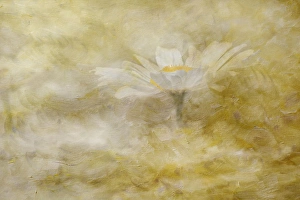 Kentucky Prints: Composite image of Oxeye Daisy and texture, Louisville, Kentucky