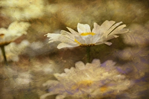 Painterly Prints: Composite image of Oxeye Daisy and texture, Louisville, Kentucky