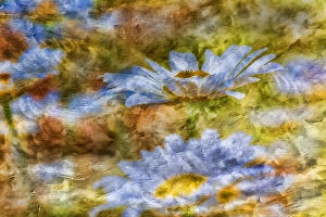 Kentucky Prints: Composite image of Oxeye Daisy and texture, Louisville, Kentucky