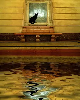 Jim Zuckerman Prints: Concept of black cat and water. Credit as: Jim Zuckerman / Jaynes Gallery / DanitaDelimont
