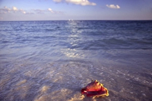Grand Bahama Prints: Conch Shell on the beach on Grand Bahama Island, Bahamas