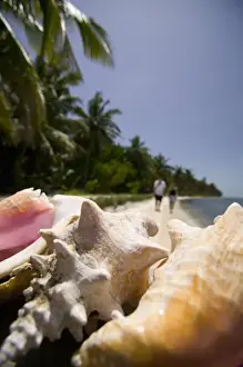 Atoll Prints: Conch Shells, Half Moon Caye, World Heritage Site-Lighthouse Reef Atoll, Belize. (RF)
