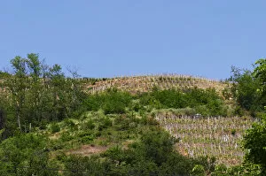 A Condrieu vineyard that belongs to Andre Perret, across the street from his winery