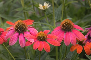 Images Dated 17th January 2024: Cone flowers in garden