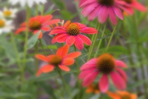 Kentucky Prints: Cone flowers in garden