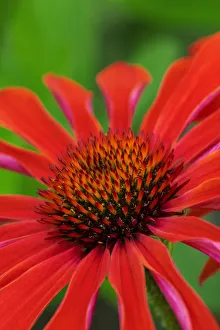 Floral And Botanical Prints: Coneflower
